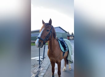 NRPS, Castrone, 17 Anni, 145 cm, Sauro