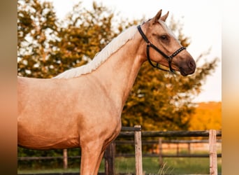 NRPS, Castrone, 2 Anni, 141 cm, Palomino