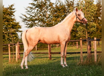 NRPS, Castrone, 2 Anni, 141 cm, Palomino