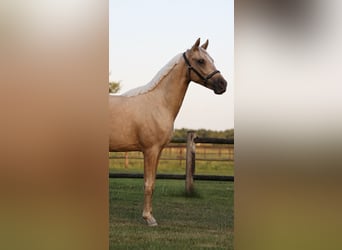NRPS, Castrone, 2 Anni, 141 cm, Palomino