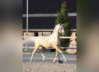 NRPS, Castrone, 2 Anni, 141 cm, Palomino