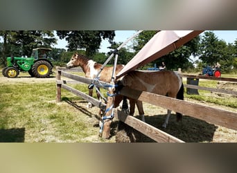 NRPS Mix, Castrone, 2 Anni, 142 cm, Falbo