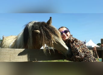 NRPS Mix, Castrone, 2 Anni, 142 cm, Falbo