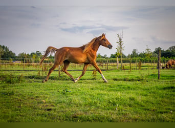 NRPS, Castrone, 2 Anni, 142 cm, Sauro ciliegia