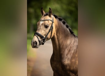 NRPS, Castrone, 2 Anni, 145 cm, Pelle di daino