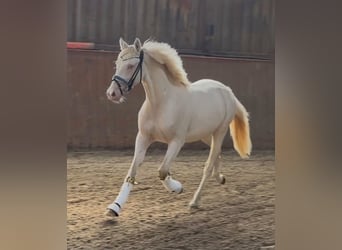 NRPS, Castrone, 2 Anni, 145 cm, Perlino
