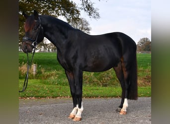 NRPS, Castrone, 3 Anni, 137 cm, Baio nero