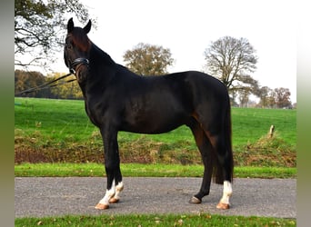 NRPS, Castrone, 3 Anni, 137 cm, Baio nero