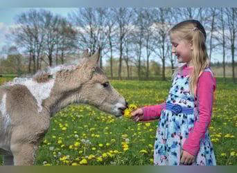 NRPS Mix, Castrone, 3 Anni, 142 cm, Falbo