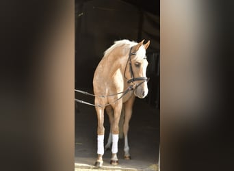 NRPS, Castrone, 3 Anni, 142 cm, Palomino