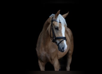 NRPS, Castrone, 3 Anni, 142 cm, Palomino