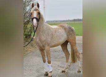 NRPS, Castrone, 3 Anni, 142 cm, Palomino