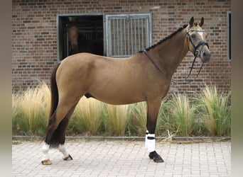 NRPS, Castrone, 3 Anni, 143 cm