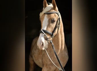 NRPS, Castrone, 3 Anni, 145 cm, Palomino
