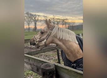 NRPS, Castrone, 3 Anni, 145 cm, Palomino