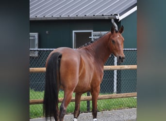 NRPS Mix, Castrone, 3 Anni, 147 cm, Baio
