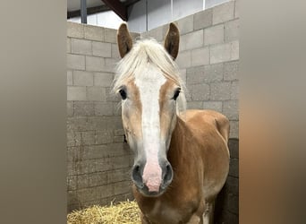 NRPS, Castrone, 3 Anni, 151 cm, Palomino