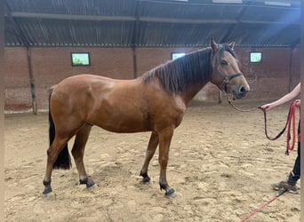 NRPS Mix, Castrone, 3 Anni, 152 cm, Baio