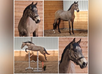 NRPS, Castrone, 3 Anni