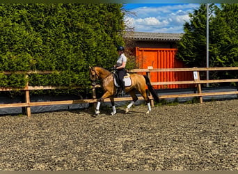 NRPS, Castrone, 4 Anni, 146 cm, Falbo