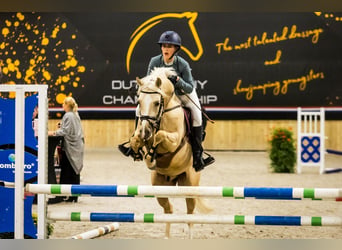 NRPS, Castrone, 5 Anni, 144 cm, Palomino
