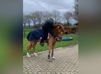 NRPS, Castrone, 5 Anni, 147 cm, Sauro