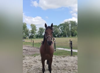 NRPS, Castrone, 5 Anni, 153 cm, Baio
