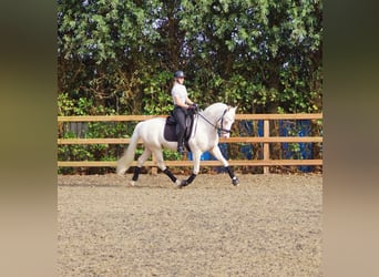 NRPS, Castrone, 5 Anni, 154 cm, Cremello