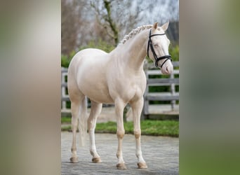 NRPS, Castrone, 6 Anni, 143 cm, Palomino