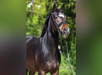 NRPS, Castrone, 6 Anni, 150 cm, Baio