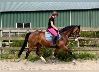 NRPS, Castrone, 6 Anni, 160 cm, Baio