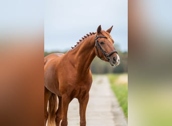 NRPS, Castrone, 7 Anni, 143 cm, Sauro