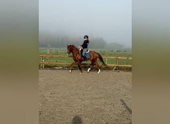 NRPS, Castrone, 7 Anni, 143 cm, Sauro