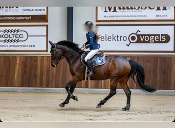 NRPS, Castrone, 7 Anni, 162 cm, Baio scuro
