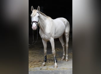 NRPS, Castrone, 7 Anni, 168 cm, Cremello