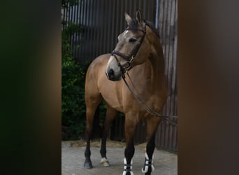 NRPS, Castrone, 8 Anni, 177 cm, Pelle di daino