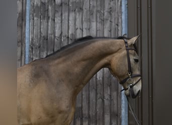 NRPS, Castrone, 8 Anni, 177 cm, Pelle di daino