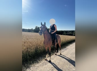 NRPS, Castrone, 9 Anni, 147 cm, Baio