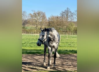 NRPS, Castrone, 9 Anni, 162 cm, Grigio