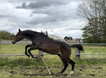 NRPS, Étalon, 1 Année, Bai brun