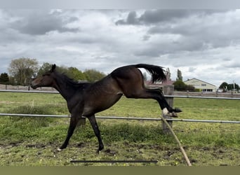 NRPS, Étalon, 1 Année, Bai brun