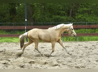 NRPS Croisé, Étalon, 2 Ans, 143 cm, Palomino