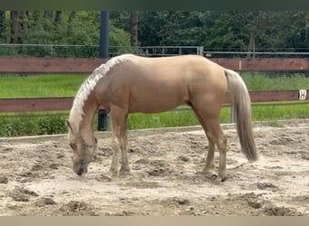 NRPS Croisé, Étalon, 2 Ans, 143 cm, Palomino