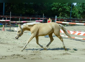 NRPS, Étalon, 2 Ans, 143 cm, Palomino