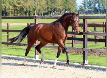 NRPS, Étalon, 2 Ans, 146 cm, Bai