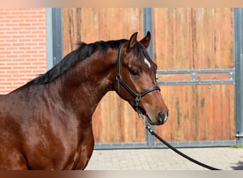 NRPS, Étalon, 2 Ans, 146 cm, Bai