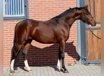 NRPS, Étalon, 2 Ans, 146 cm, Bai