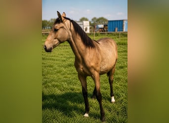 NRPS Croisé, Étalon, 2 Ans, Buckskin