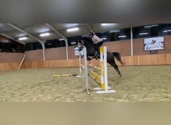 NRPS Croisé, Étalon, 3 Ans, 147 cm, Gris