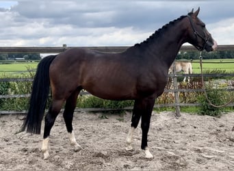 NRPS, Étalon, 3 Ans, 158 cm, Bai brun